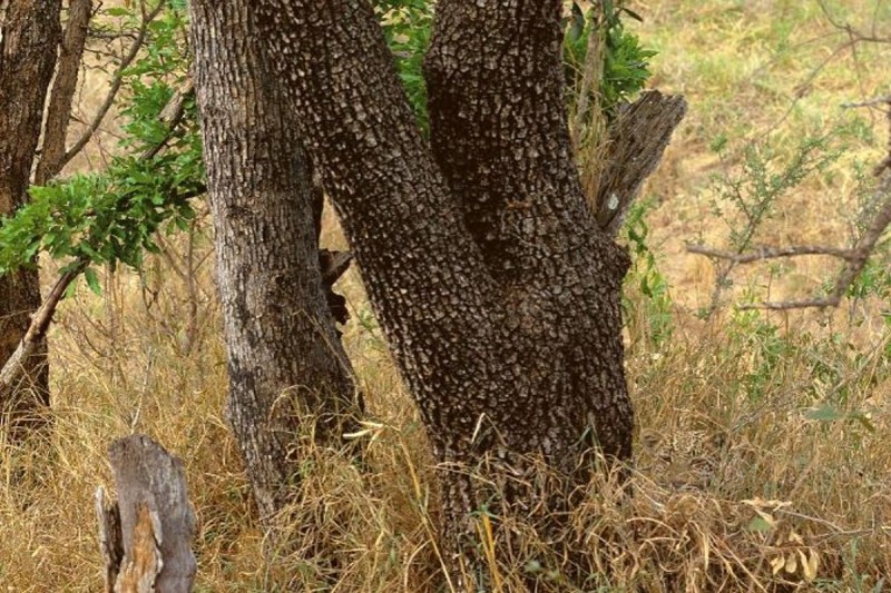 Optical Illusion Can You Find The Hidden Animal In This Picture Only Those With Keen Eye Could Find It