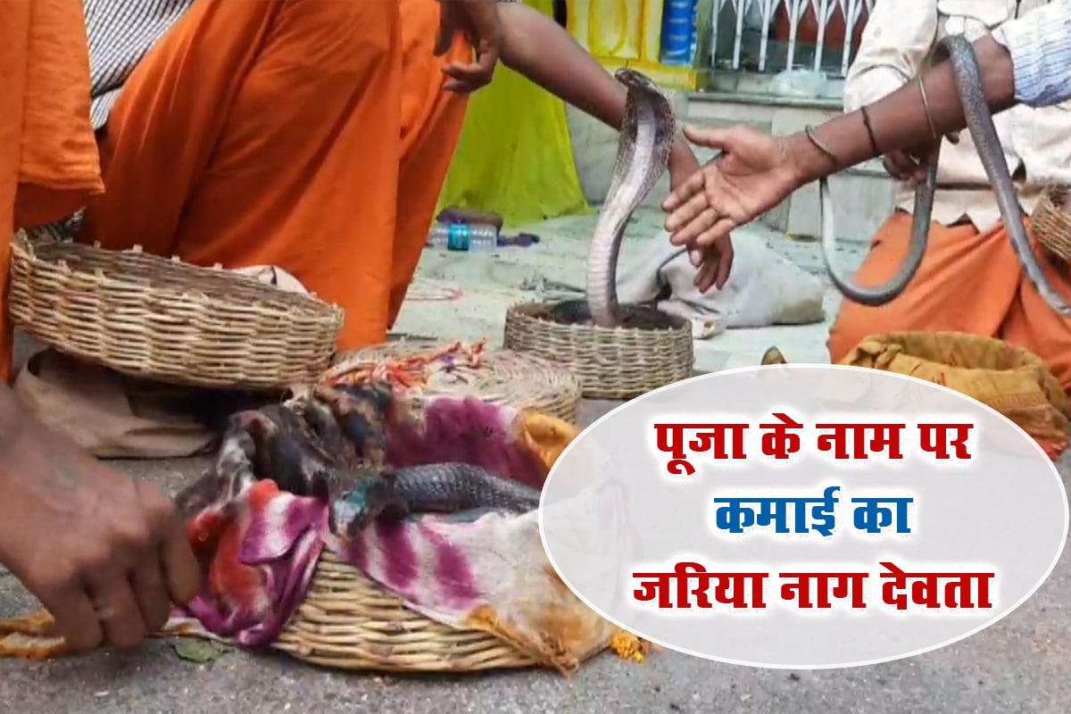 Nagpanchami 2022: पूजा के नाम पर कमाई का जरिया नाग देवता, सावन के महीने में खूब होती है दुर्दशा