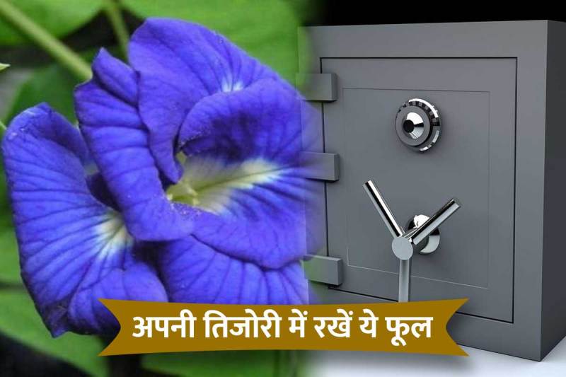 aparajita phool ke upay, aparajita phool ke totke, aparajita flower benefits, astrological remedies for financial problems, tijori me kya rakhe, astrological tips for job promotion,