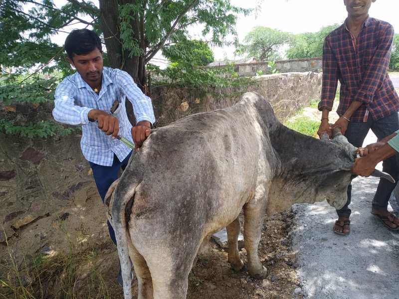 lumpy : बाड़मेर में 80 हजार का सर्वे, 16 हजार से अधिक पशुओं में मिला लम्पी रोग