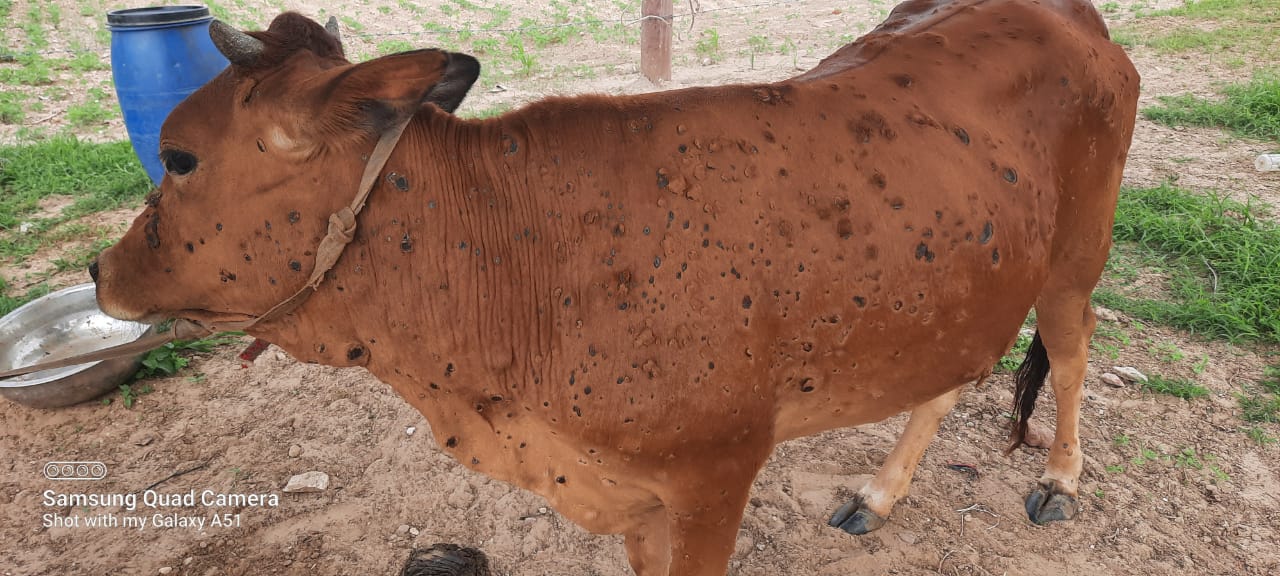 Virus Lumpy wreaking havoc on cows