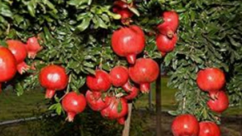 POMEGRANATE---मारवाड़ को रास आ रही अनार की खेती, प्रोत्साहन मिले तो बन जाए हब