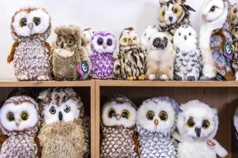 Optical Illusion Can You Spot The Real Owl In 5 Seconds Only 2 percent Success