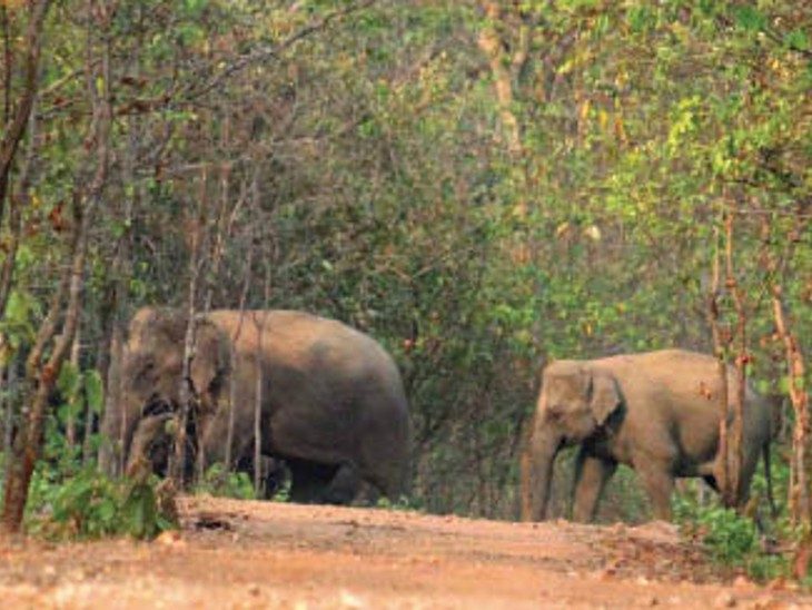 hathi.jpg