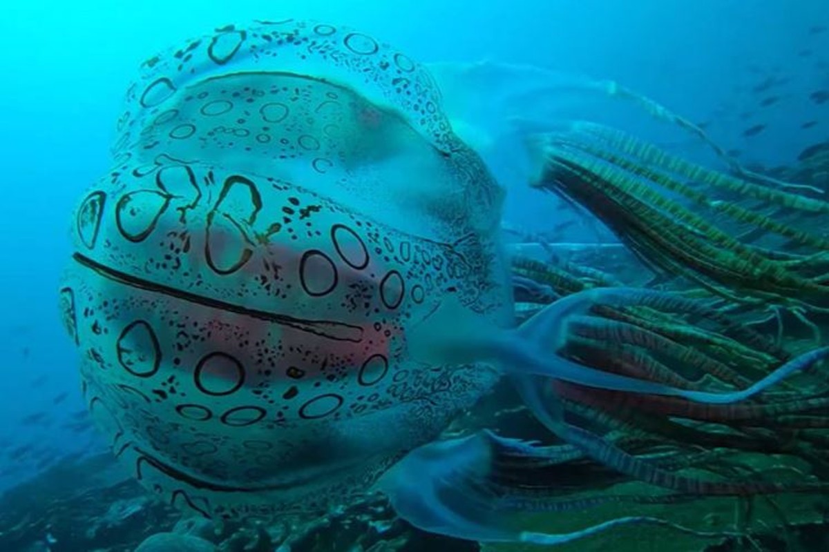 Scuba Diver Finds New Creature In Papua Guinea Never Seen Before