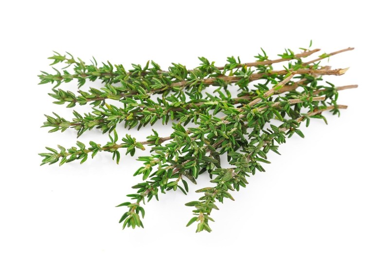 Thyme Benefits: थाइम कई बीमारियों के लिए है रामबाण इलाज, हार्ट को स्वस्थ रखने से लेकर इम्यूनिटी बढ़ाने में होता है सहायक