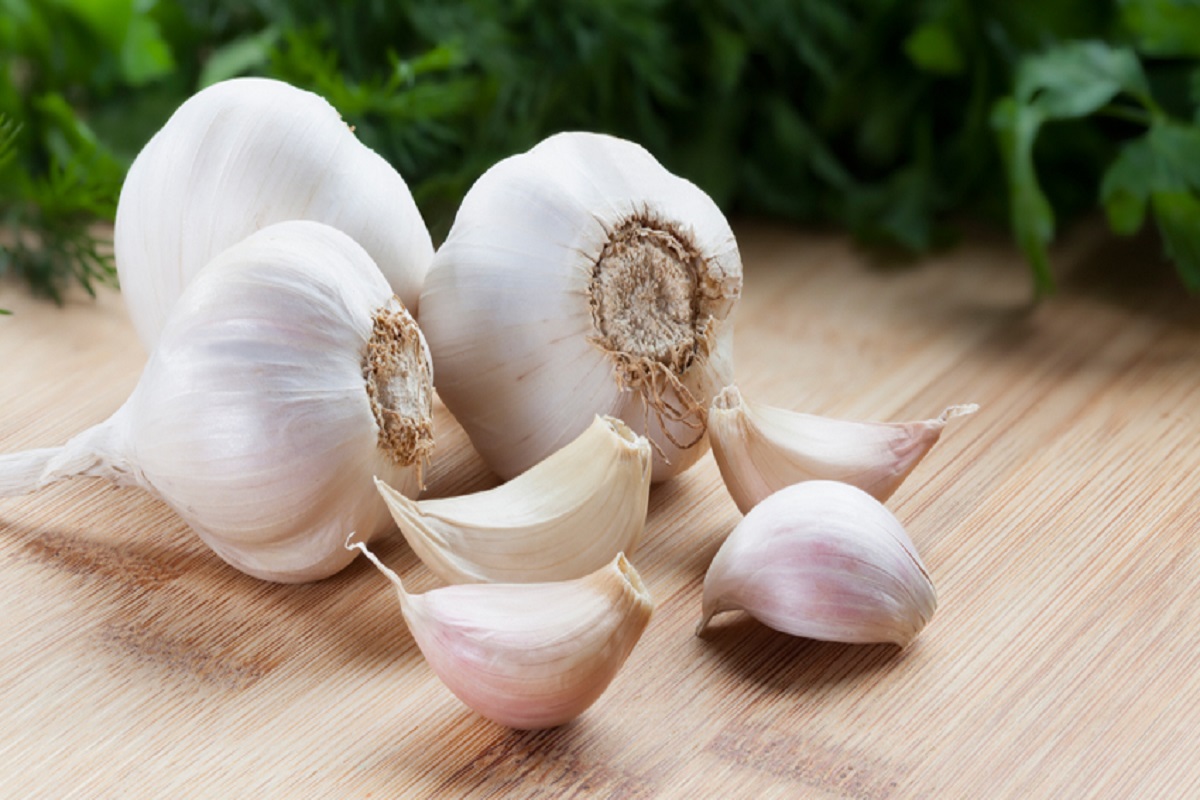 Garlic Side Effects: अधिक मात्रा में लहसुन का सेवन करना स्वास्थ्य के लिए हो सकता है नुकसानदायक, जानें इसके साइड इफेक्ट्स 