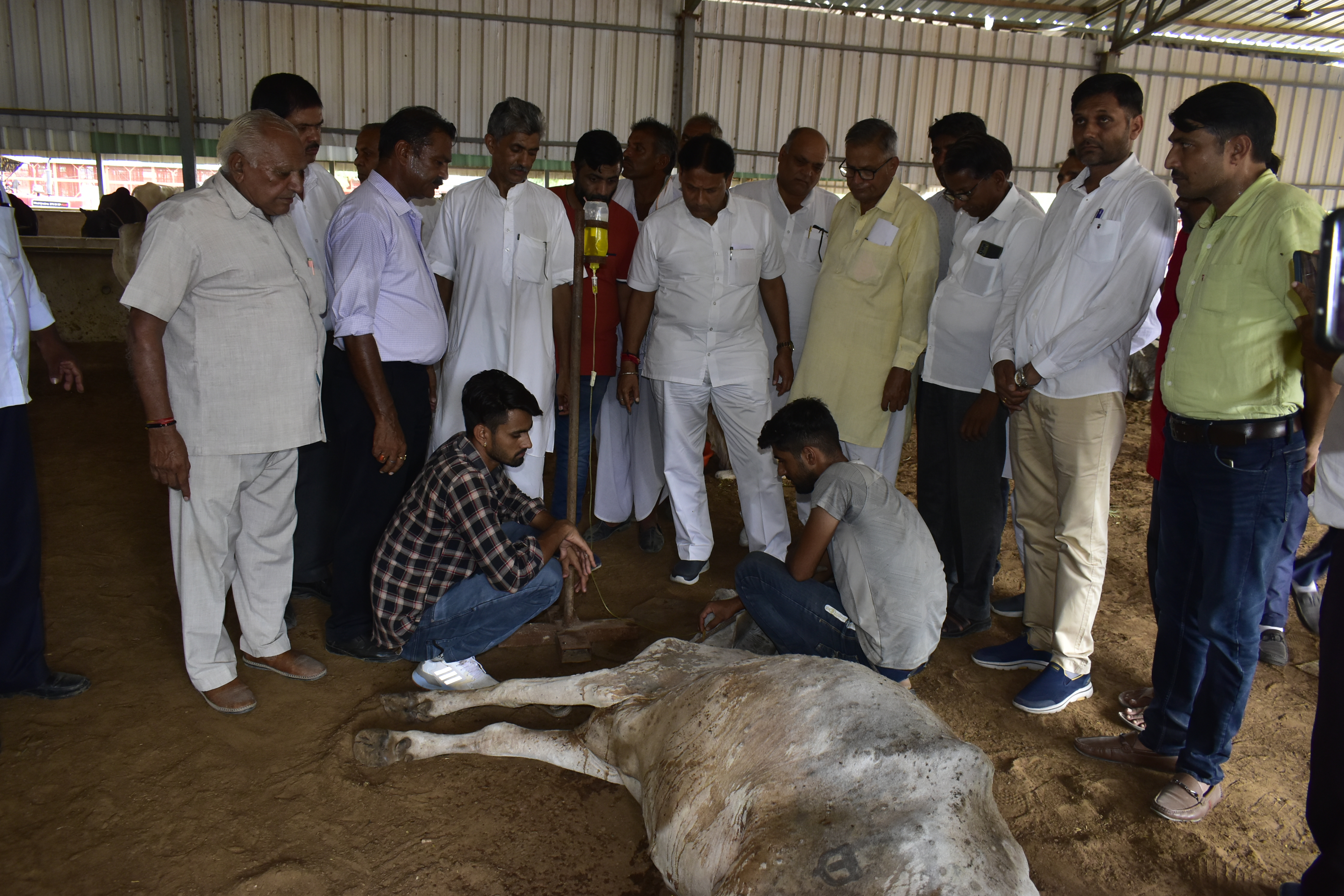 Grant of sick cows will be given for 12 months: Gopalan Minister
