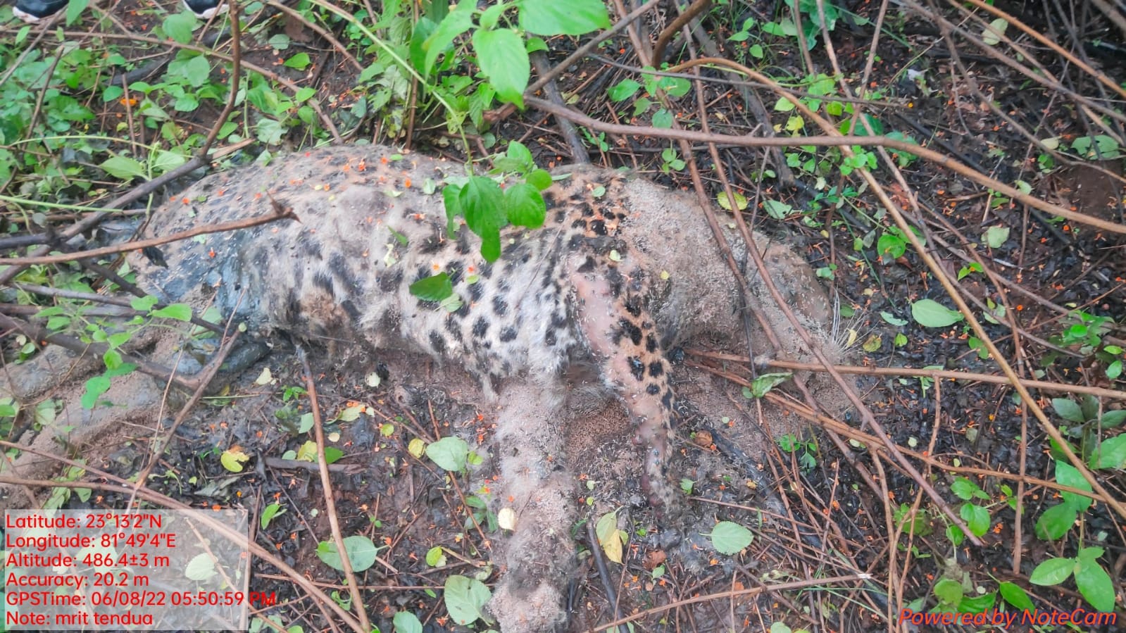 Two accused were sent to jail in leopard hunting, one accused in the g