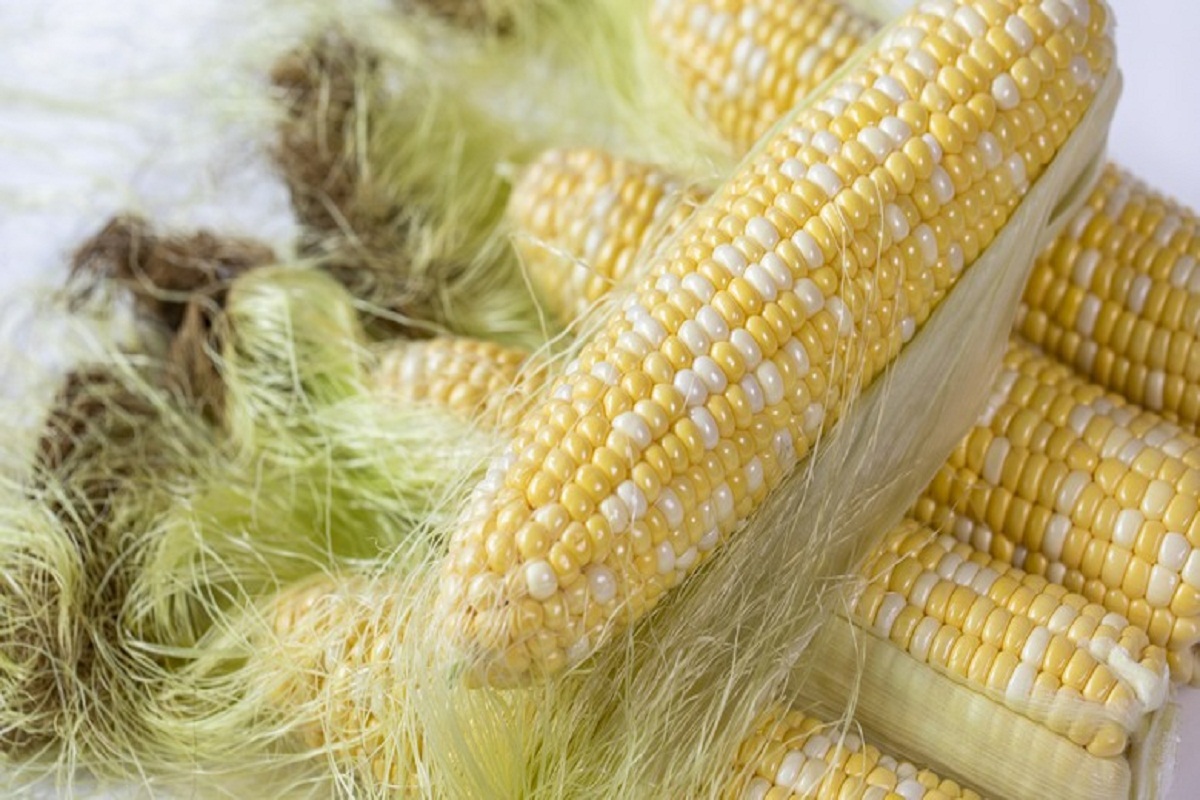 Corn Silk Benefits: पेशाब संबंधी इन्फेक्शन और किडनी स्टोन की समस्या को दूर करने में फायदेमंद होता है भुट्टे का बाल, जानें अन्य फायदे