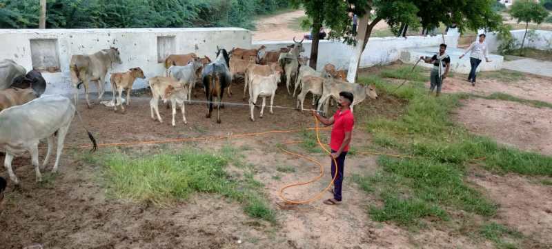 So far 1655 animals have died due to lumpy skin disease in Nagaur