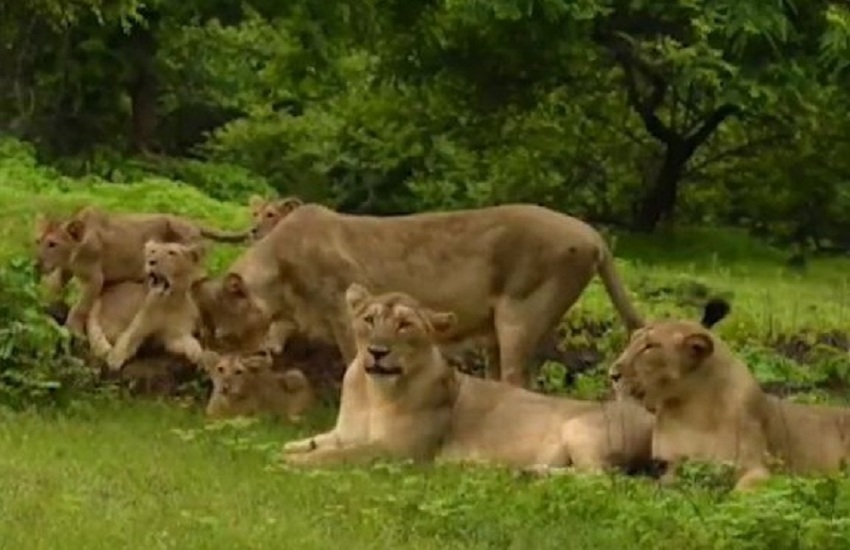 Video Lion Day : शेरों के संरक्षण-संवर्धन में स्थानीय लोगों का योगदान