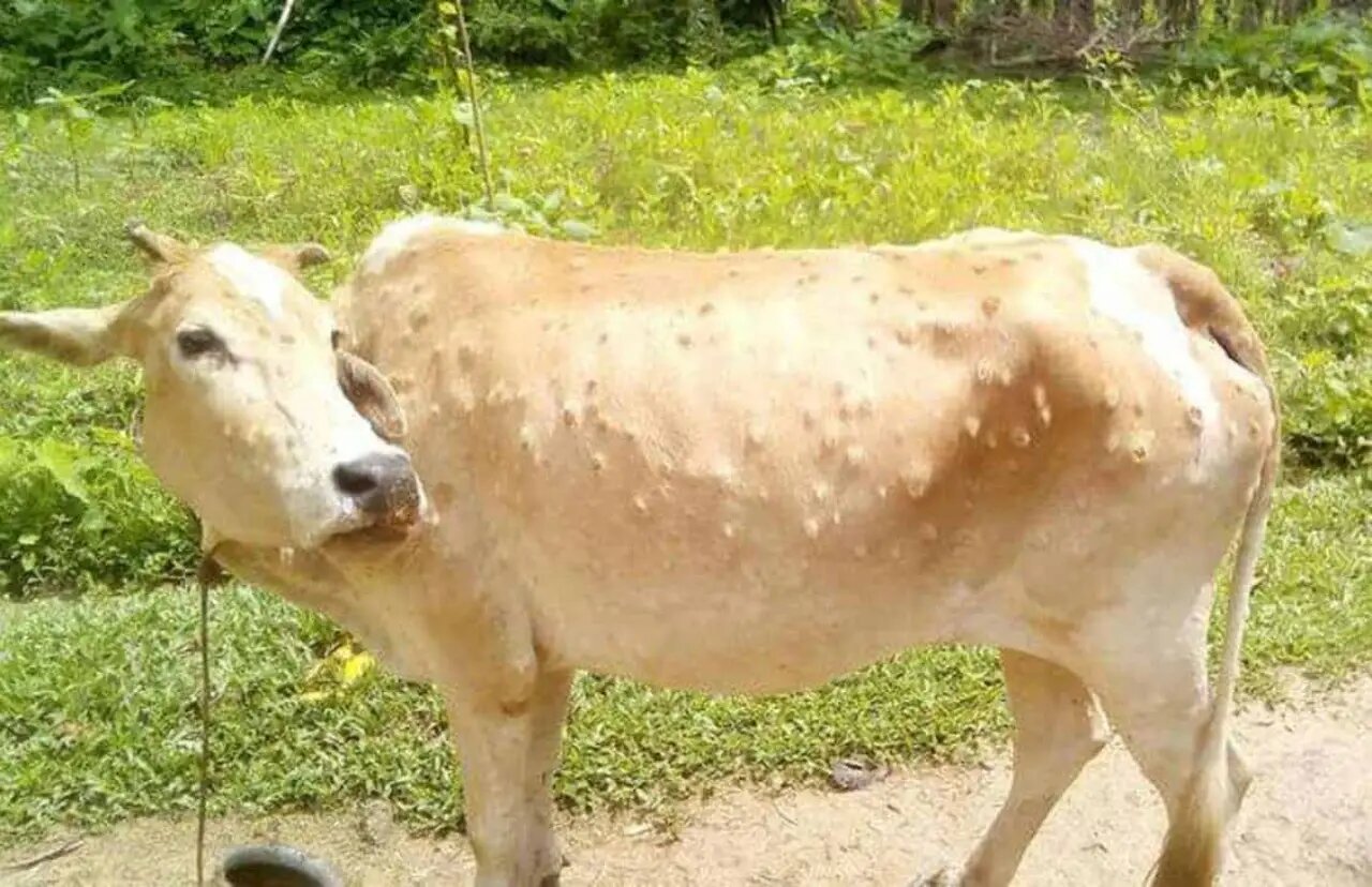 Symbolic Image of Cow suffering from Lumpi Virus