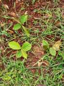 Video Story- More than 9 thousand plants sprouted from earthen laddus,