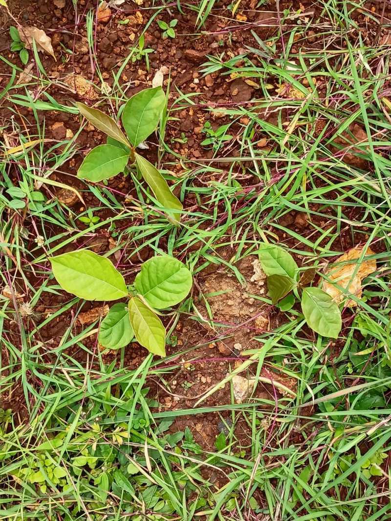 Video Story- More than 9 thousand plants sprouted from earthen laddus,