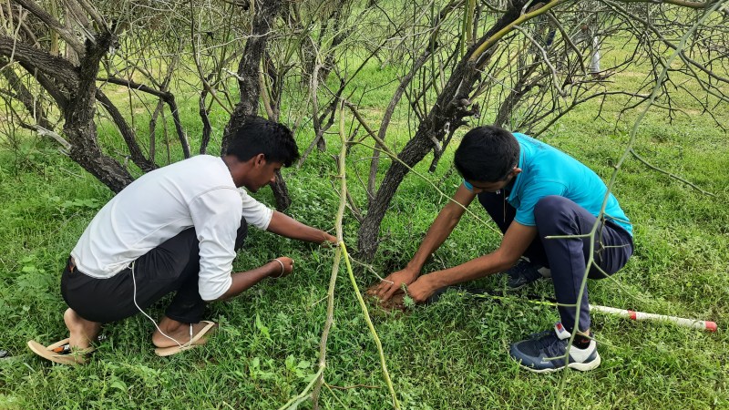 सीड बॉल्स से देशज पौधे जाल-खेजड़ी के बीज रोपित