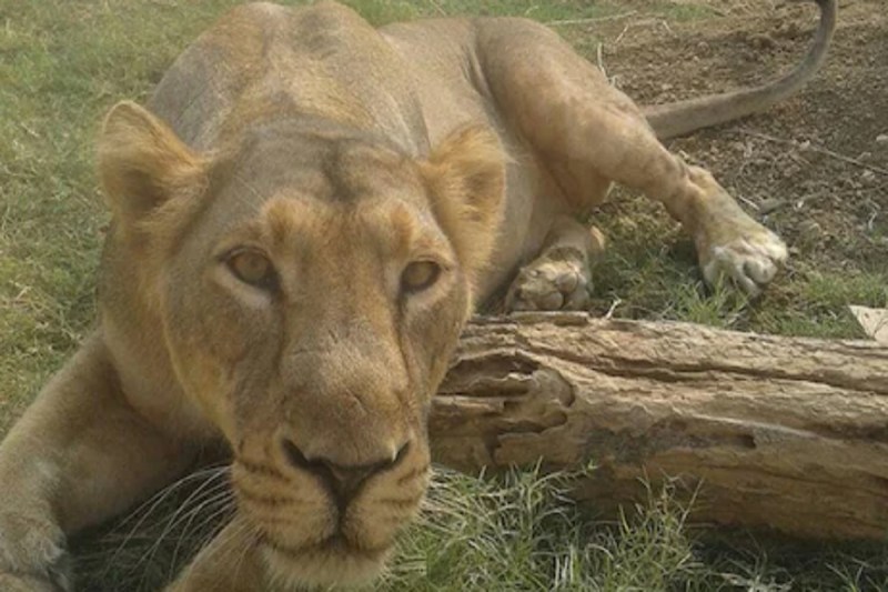 इटावा सफारी पार्क में शेरनी जेनिफर ने दिया शावक को जन्म, खुशी से झूमे वनकर्मी