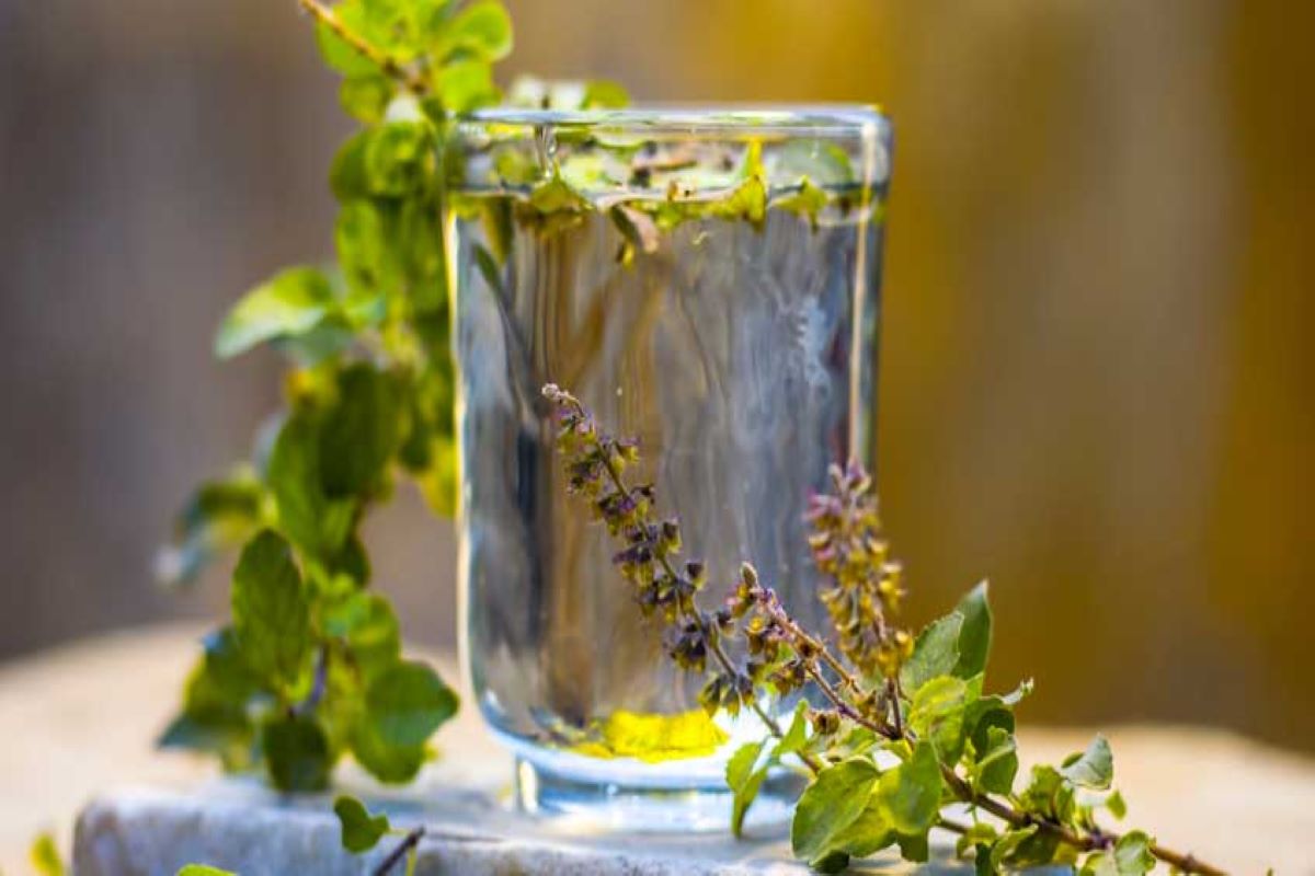 Tulsi Water Benefits: सुबह खाली पेट तुलसी का पानी पीने के है अनगिनत फायदे, इम्यून सिस्टम होता है मजबूत