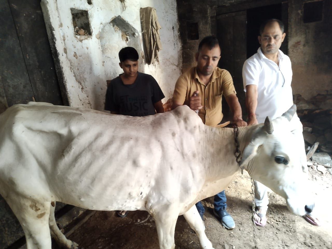 राजस्थान में गौवंश में फैल रहे लम्पी वायरस का कहर, फिर भी पशु चिकित्सालयों में निपटने के नहीं संसाधन