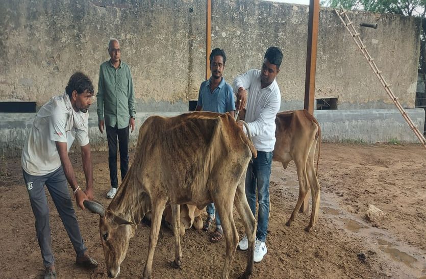 Kishangarh : एक ही दिन में मिली 102 गाय संक्रमित, 1 की मौत
