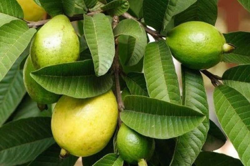 Guava Leaves Benefits: सुबह खाली पेट अमरूद के पत्ते खाने के है अनगिनत फायदे, एलर्जी को दूर करने में होता है सहायक 