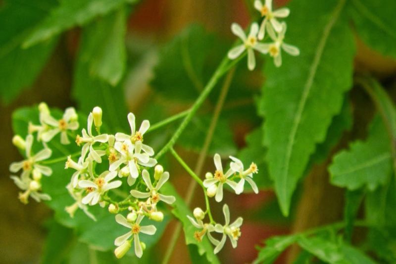 Neem Flower Benefits: सेहत से लेकर स्किन से जुड़ी समस्याओं में फायदेमंद होता है नीम का फूल, रहेंगी बीमारियां कोसों दूर