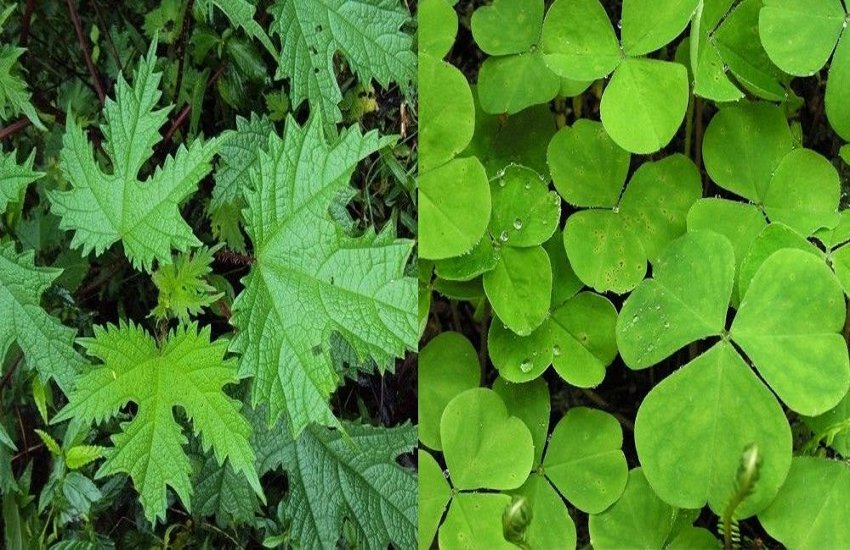 जानव का हे भाजी खाए के फायदा, कमरछठ म उपसनीनमन खाथें किसम-किसम के भाजी