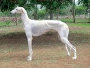 mudhol_hounds.jpg