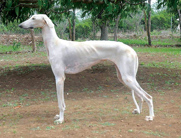 mudhol_hounds.jpg