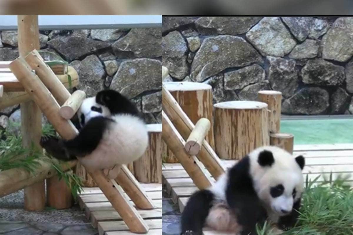 Panda Rolling Down From A Ladder Cute Panda Video viral
