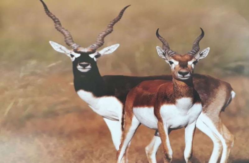 जोधपुर जिले के वन्यजीवों में नहीं मिले लंपी बीमारी के एक भी लक्षण