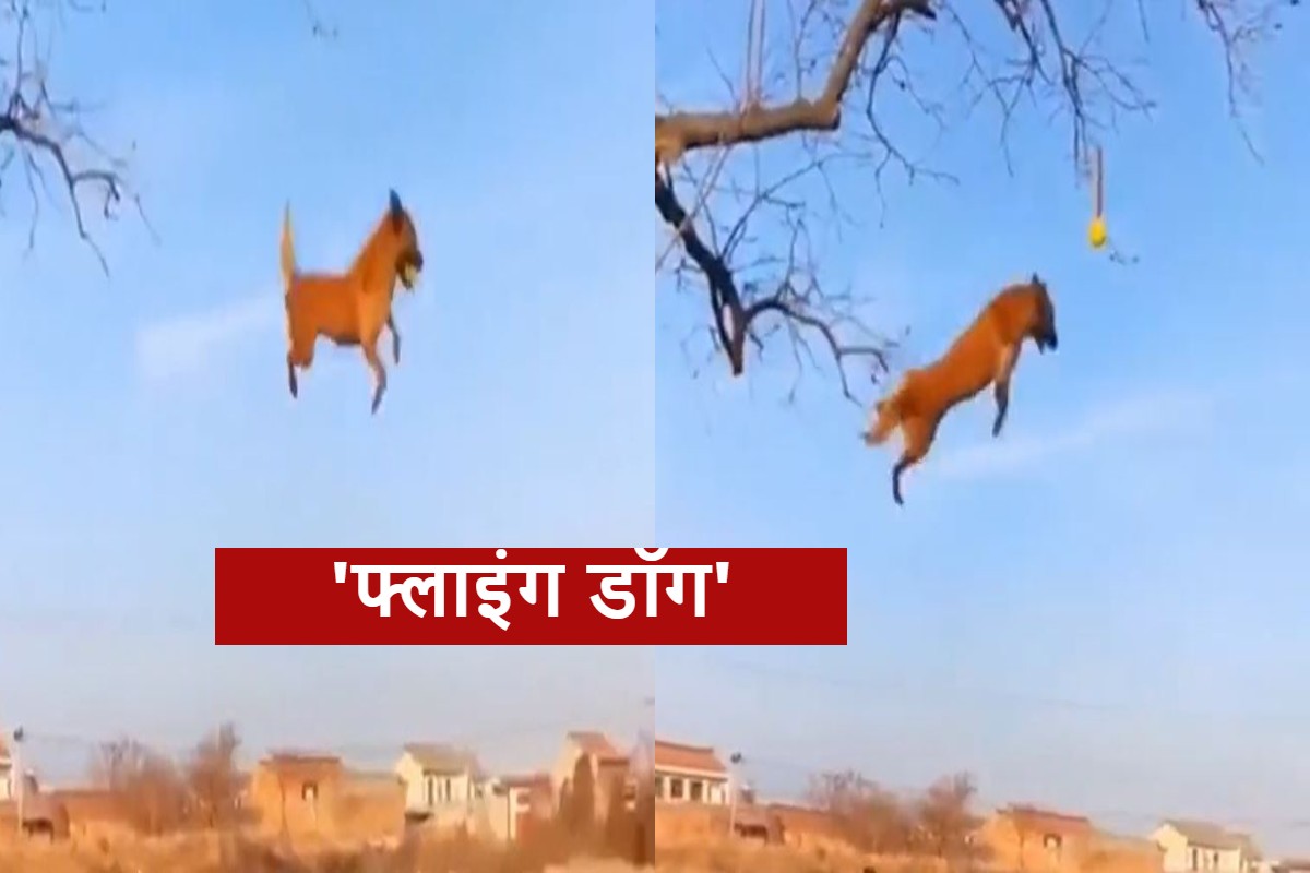 Flying Dogs Climbing Tree Jump To Snatch Fruit Viral Video