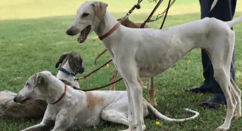 Mudhol Hound : पीएम मोदी की एसपीजी सुरक्षा में तैनात होंगे मेरठ आरवीसी के ये प्रशिक्षित श्वान