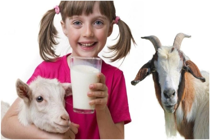 Goat Milk Benefits: बकरी के दूध के है ये अद्भुत फायदे, हड्डियों को मजबूत बनाने के साथ दिल को स्वस्थ बनाए रखने में होता है सहायक
