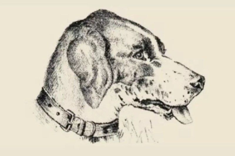 People with High Intelligence can spot Hidden Face of Dog Owner in 15 Secs