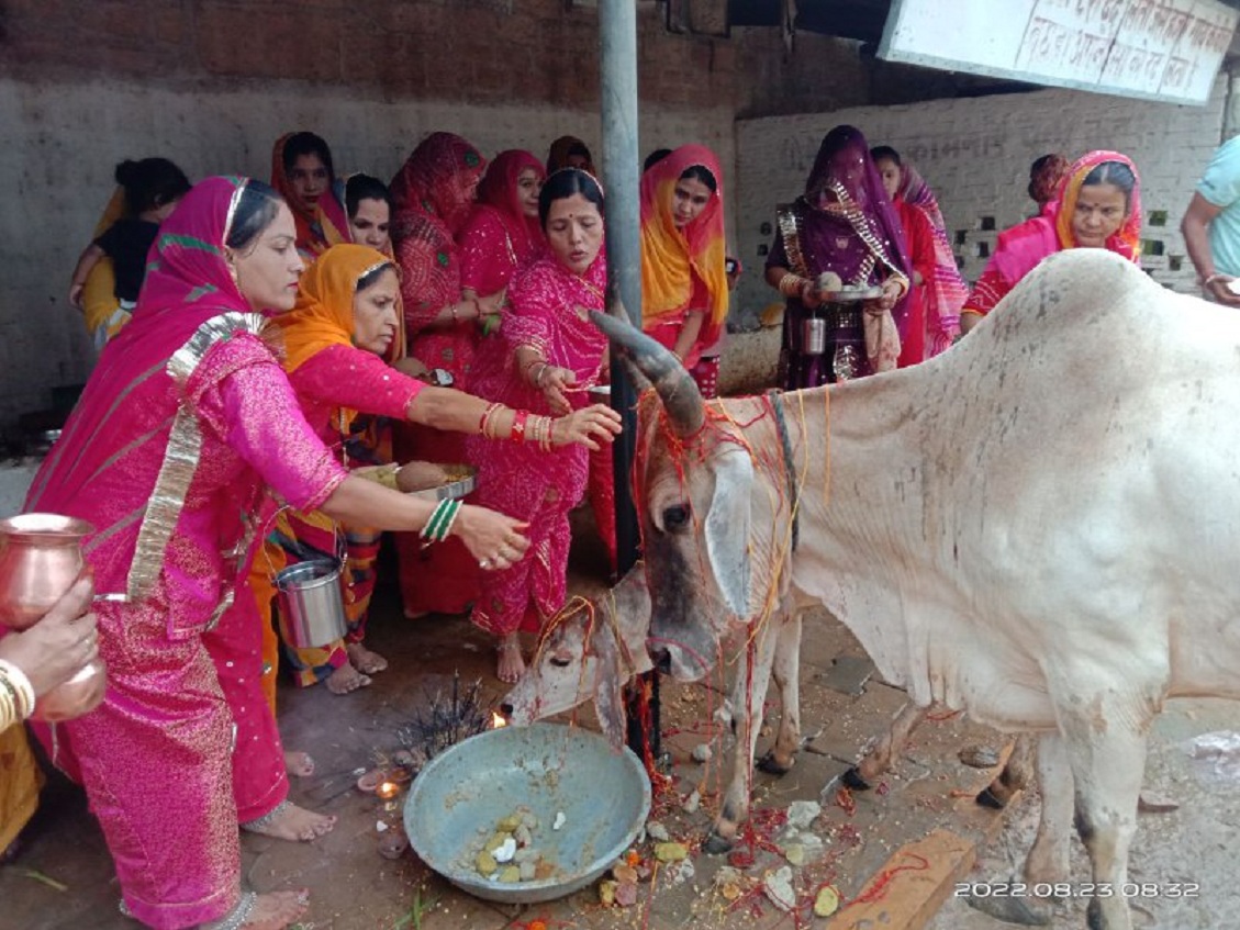 Video: ब्रह्म मुहूर्त में गाय व बछड़ों का पूजन, परंपरागत रूप से मनाई बछ-बारस