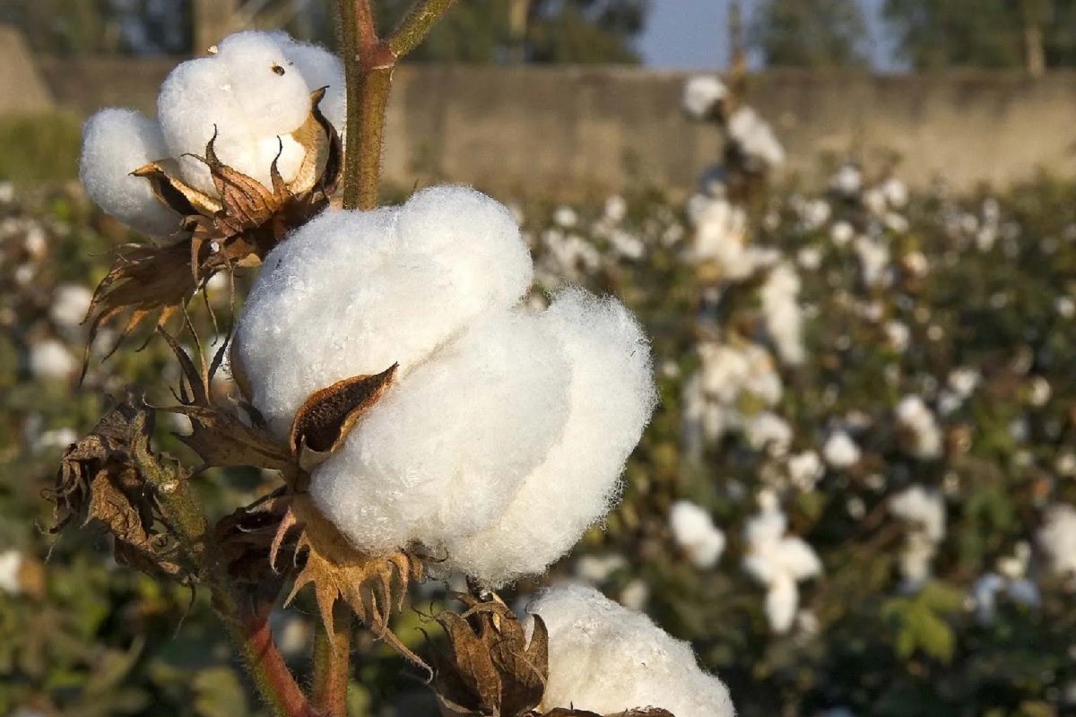 Cotton Prices: कपास की फसल कमजोर, दामों ने दस साल का रिकॉर्ड तोड़ा