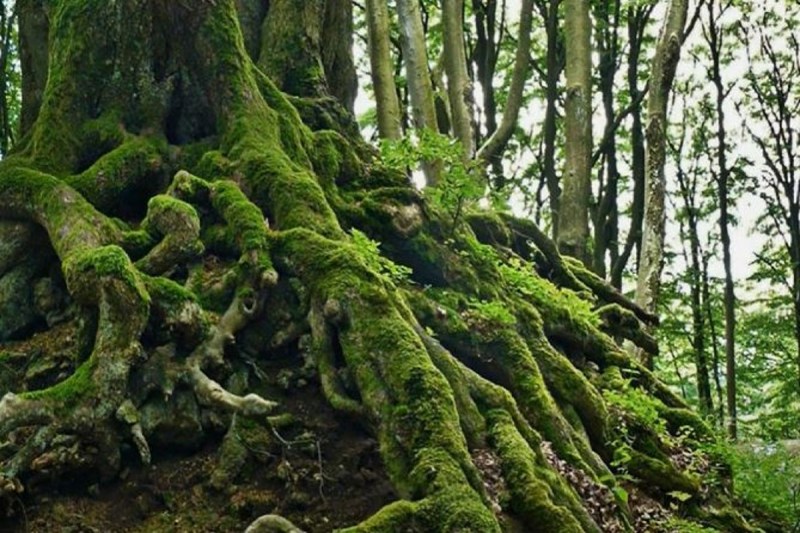 Optical Illusion Brainstorming Picture Can You Find Snake In This Photo Only 2 Percent People Success