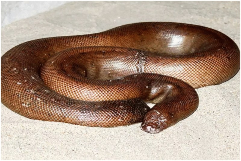 sand_boa.jpg