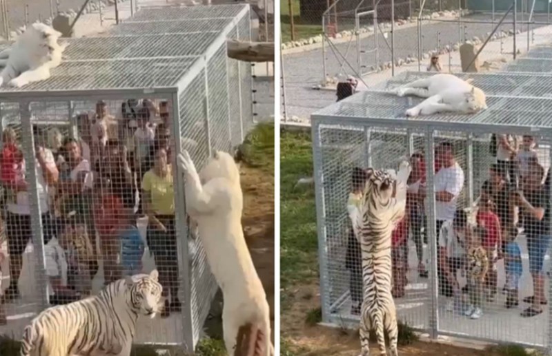 weird zoo viral video