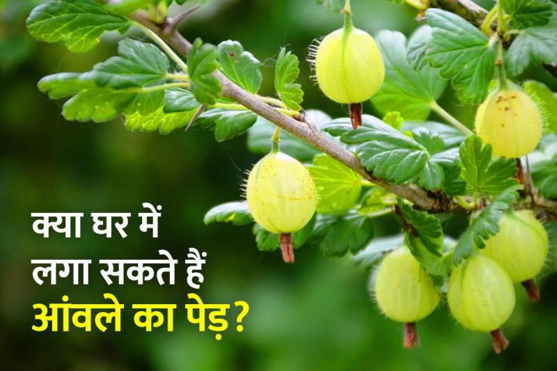 vastu shastra, vastu tips for home, amla tree vastu direction, ghar me amla ka ped lagana chahiye ya nahi, amla ka ped kis disha mein lagana chahiye, amla ke ped ke fayde,