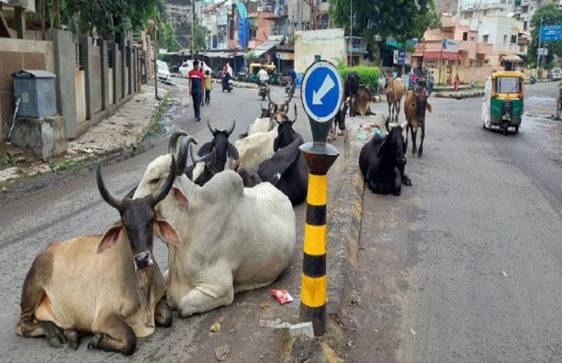 Gujarat: भटकते मवेशियों की समस्या को लेकर गुजरात हाईकोर्ट ने जताई नाराजगी, पूछा-अहमदाबाद की सडक़ें भटकते मवेशी से कब मुक्त होंगी?