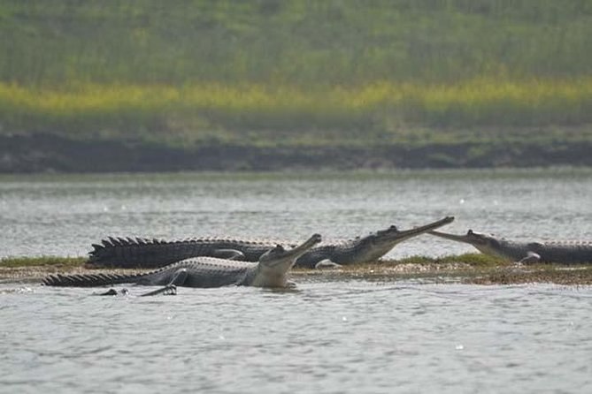  Alligators children died due to floods in Chambal in Etawah