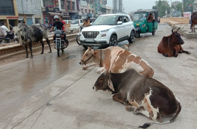 गोपालन बायलॉज : प्रदेश में सिर्फ जयपुर में ही लागू, कोटा शहर की सड़कें गोशाला बनी