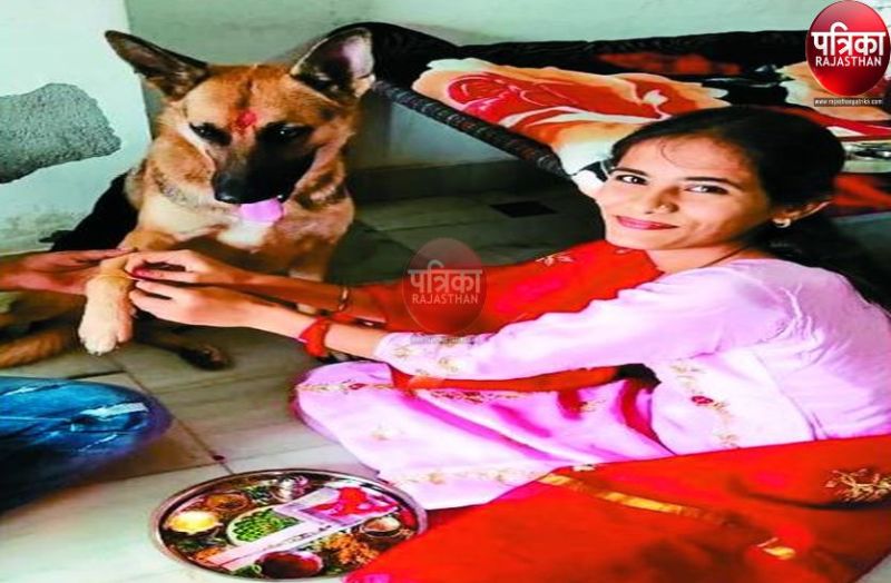 International Dog Day : शांत स्वभाव वाले डॉग है यहां के लोगों की पसंद
