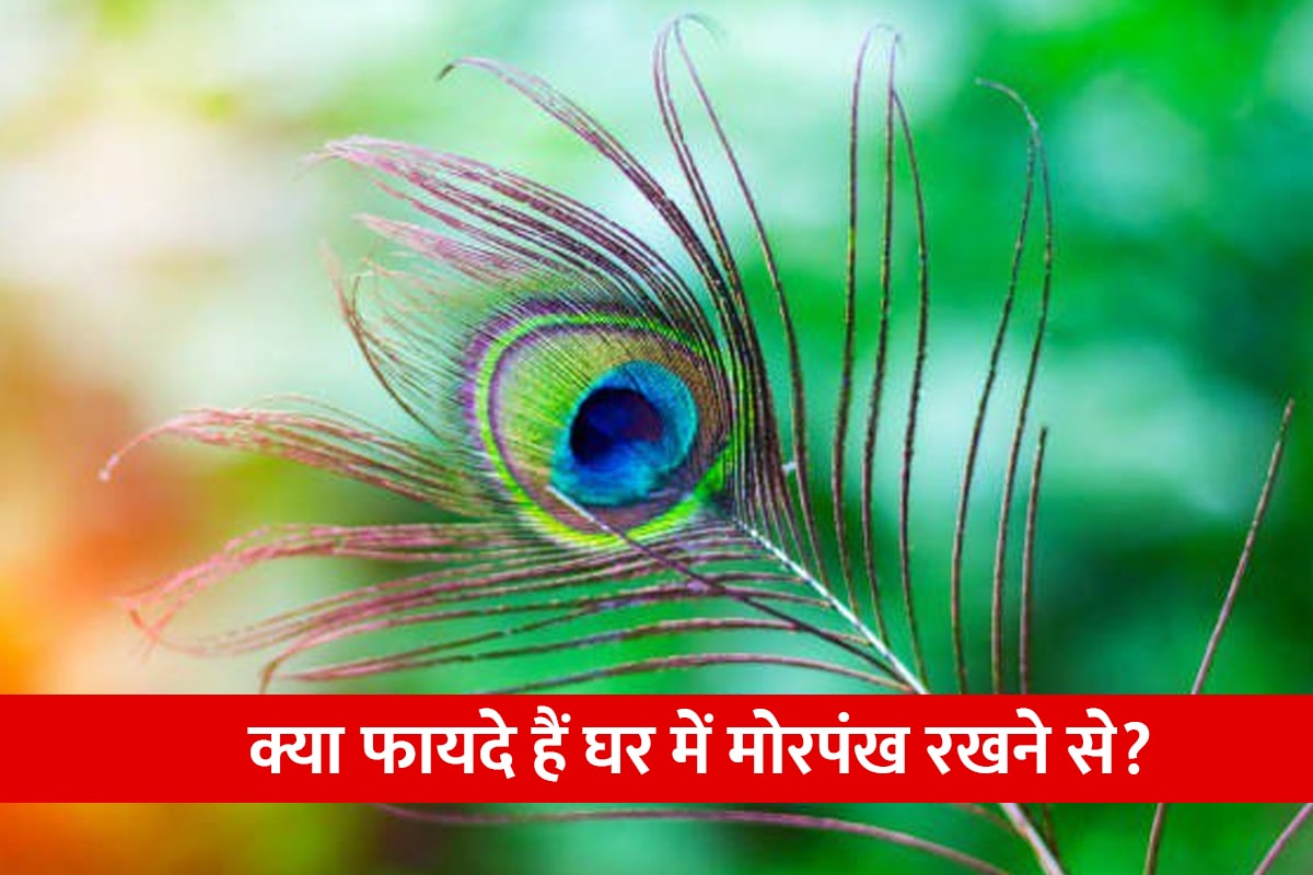 morpankh ke fayde, ghar mein mor pankh kis disha mein lagaen, ghar mein mor pankh rakhne ke fayde, importance of peacock feather, how to reduce financial problems, vastu dosh nivaran upay,