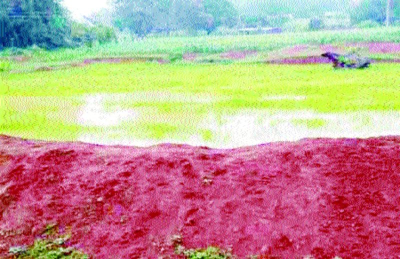 पूर्व जनपद अध्यक्ष का कारनामा, लाखों रुपए की लागत से खोदे गए तालाब में लहलहा रही धान