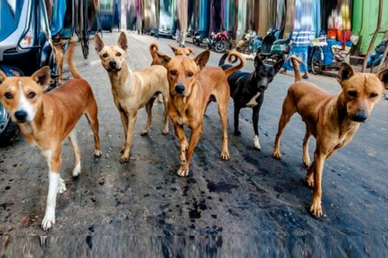 Malwani dog acid attack