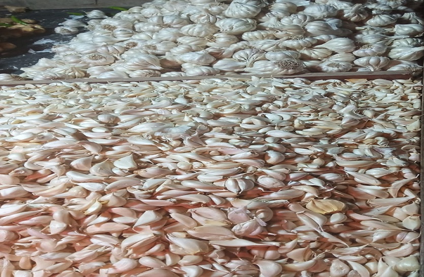 Garlic Price Record Down: लहसुन की बंपर पैदावार, नहीं मिल रहे दाम, किसान फेंकने को मजबूर