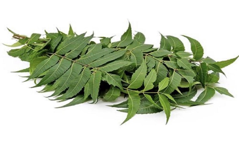 Neem Leaves Benefits: सुबह खाली पेट नीम के पत्ते खाने से दूर होती हैं कई समस्याएं, ब्लड शुगर को कंट्रोल करने में होता है सहायक